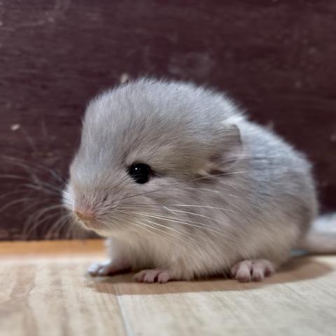 チンチラ(バイオレット)