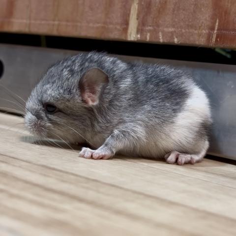 チンチラ(パイド)