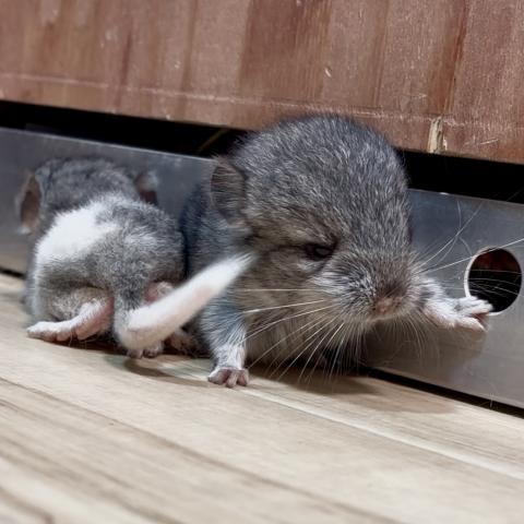 チンチラ(スタンダードグレー)