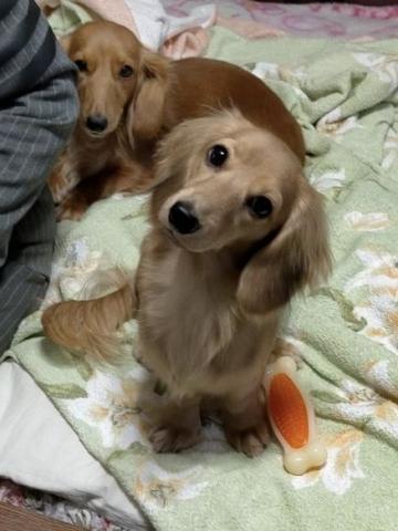 ミニチュアダックスフンド