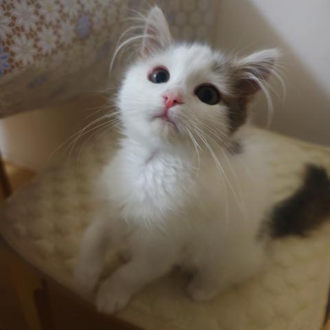 マンチカン