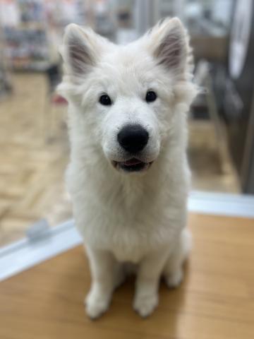 サモエド