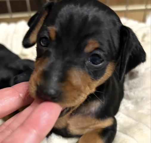 ミニチュアピンシャー