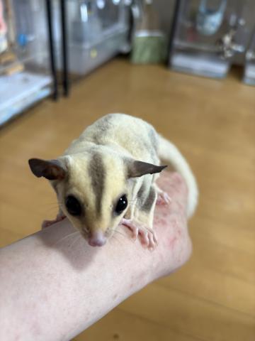 プラチナ