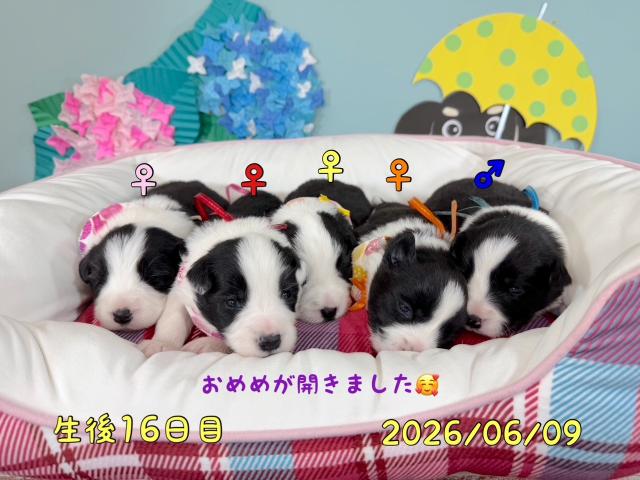 ボーダーコリー