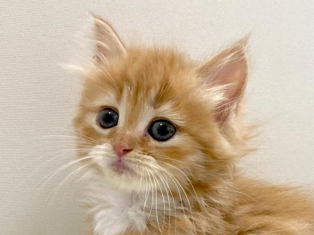 サイベリアン💕猫アレルギー有る方にお勧め猫種💕