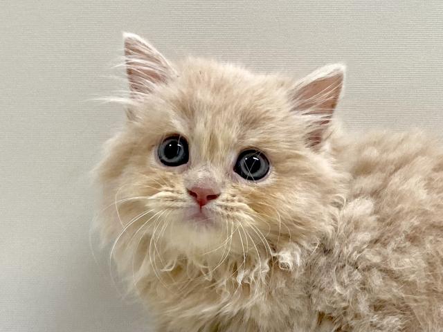 サイベリアン💕猫アレルギー有る方にお勧め猫種💕