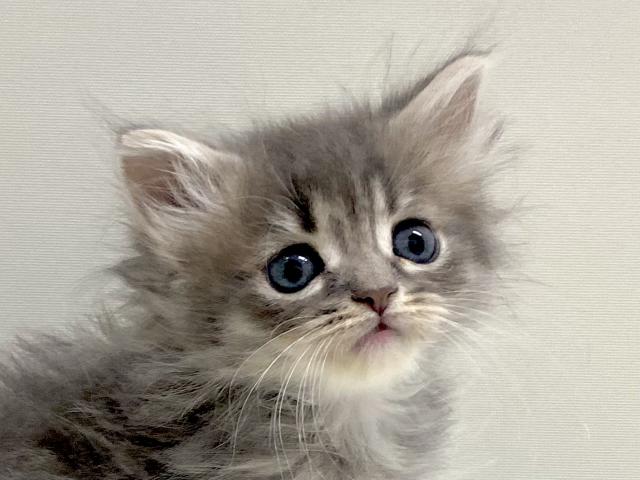 サイベリアン💕猫アレルギー有る方にお勧め猫種💕
