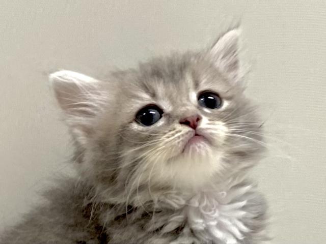 サイベリアン💕猫アレルギー有る方にお勧め猫種💕