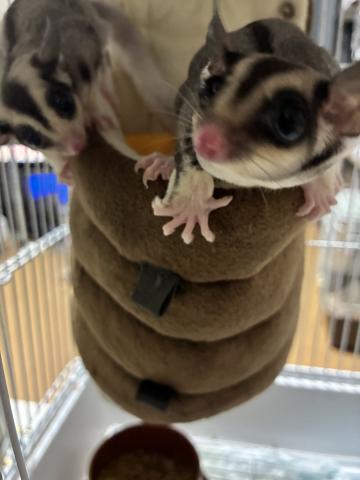 モザイクリングテール