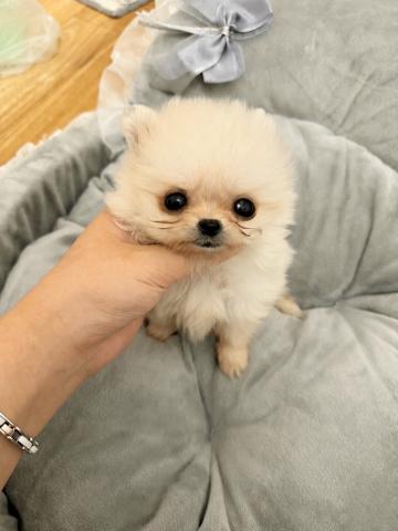 ポメラニアン