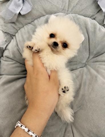 ポメラニアン