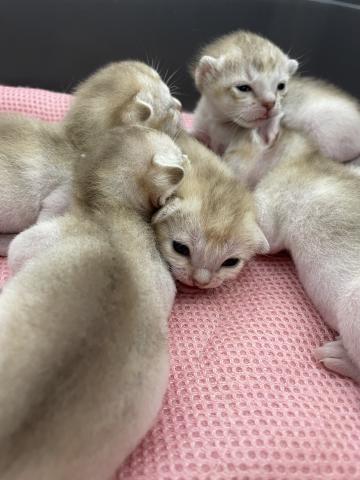 シンガプーラ