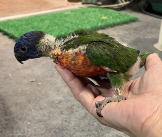 ゴシキセイガイインコ