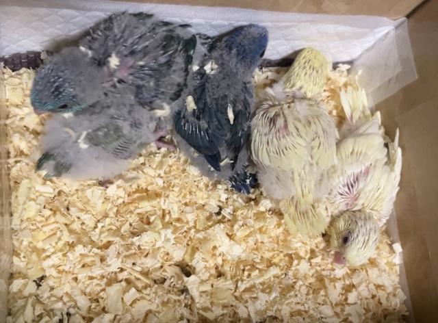 サザナミインコ　クリームイノ
