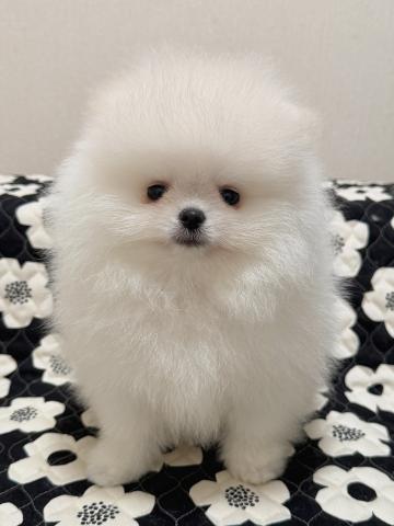 ポメラニアン
