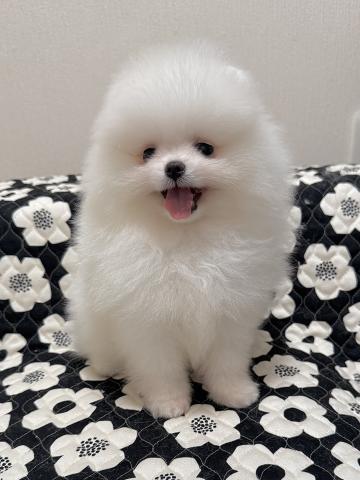 ポメラニアン