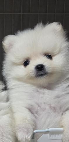ポメラニアン