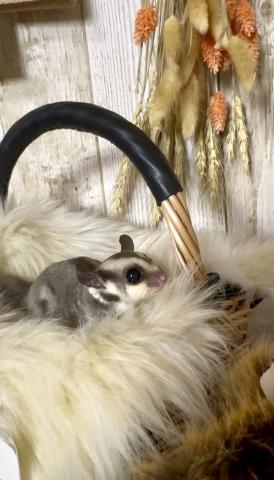 フクロモモンガ ノーマルhetクリミノ