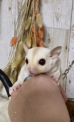 フクロモモンガ クリミノ
