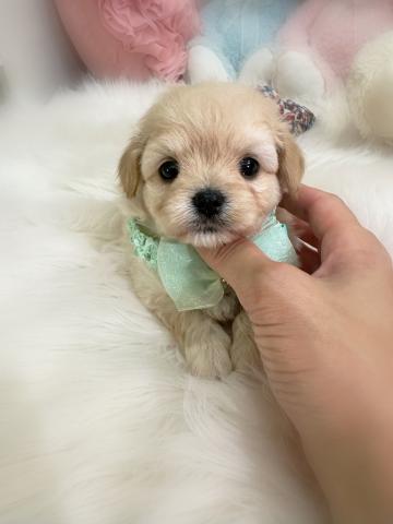 MIXチワプー