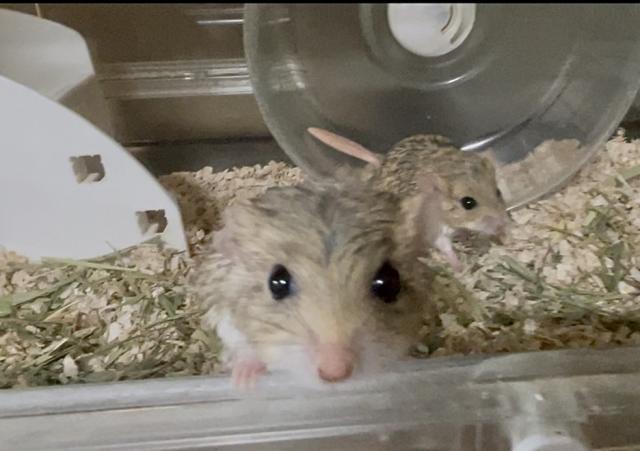 マカロニマウス