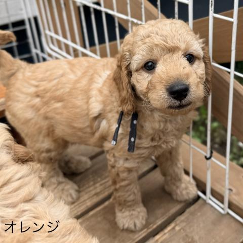 MIXゴールデンドゥードルF1b