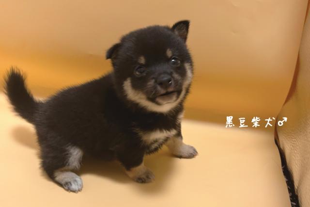 柴犬