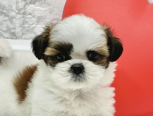 シーズー