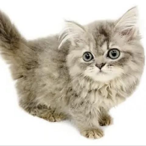 ペルシャ・ヒマラヤン
