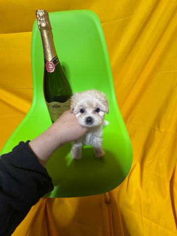 MIXマルプー1.8kg成犬時予想メス✨