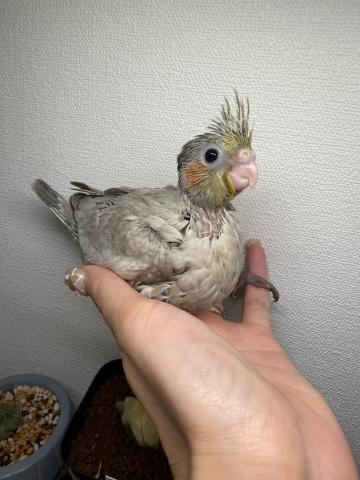 オカメインコ