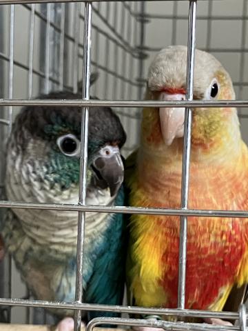ウロコインコ