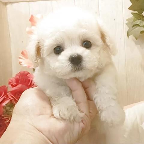 ビションフリーゼ