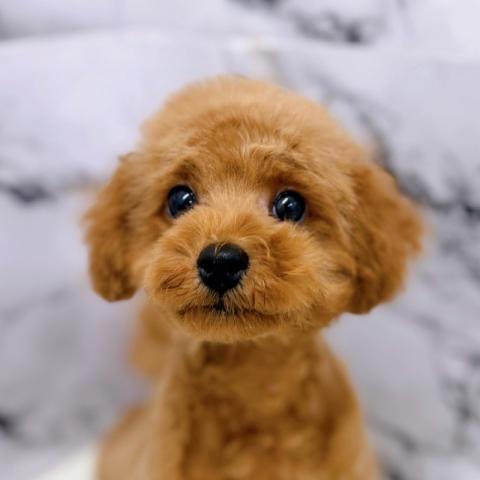 トイプードル【7/1お写真、動画更新！】specialprice❣お手入れ中もご機嫌な愛嬌たっぷりわんこ！