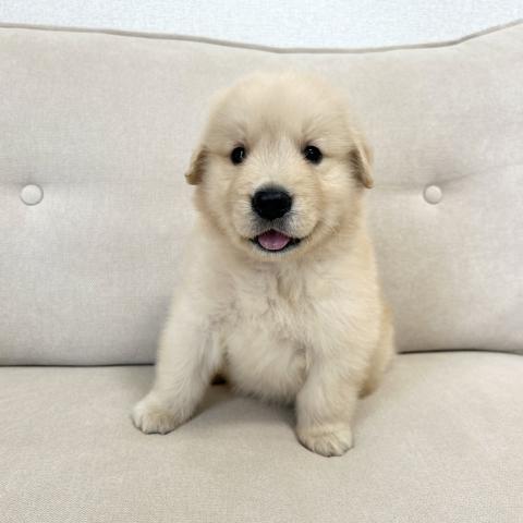 ゴールデンレトリーバー