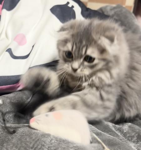 スコティッシュフォールド