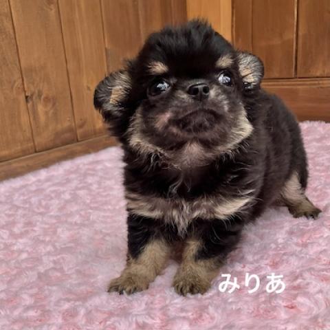 チワワ（ロングコート）