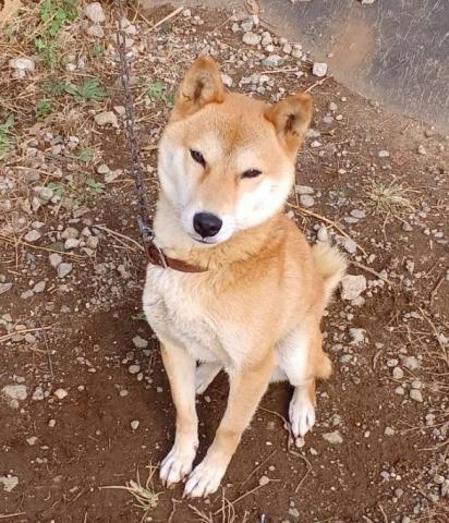 柴犬