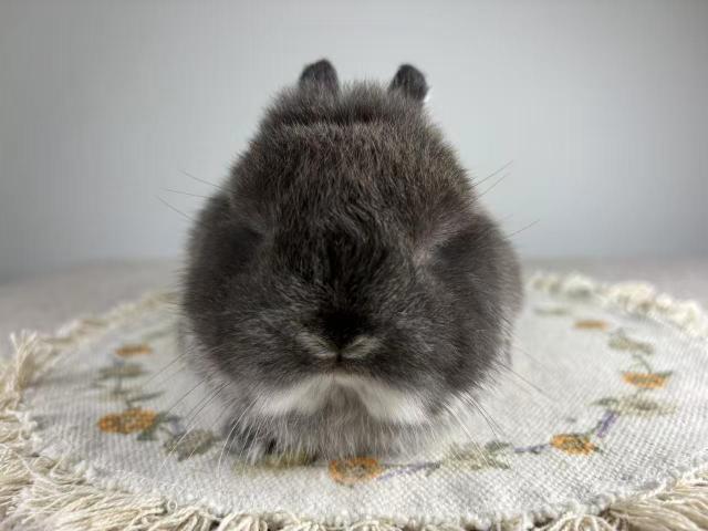 ネザーランドドワーフ