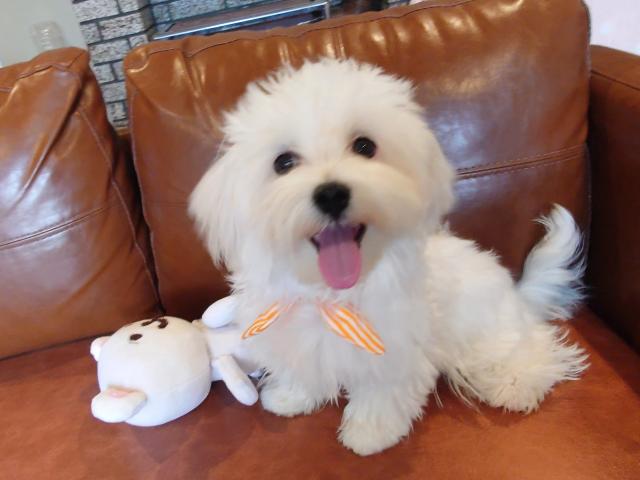 マルチーズ