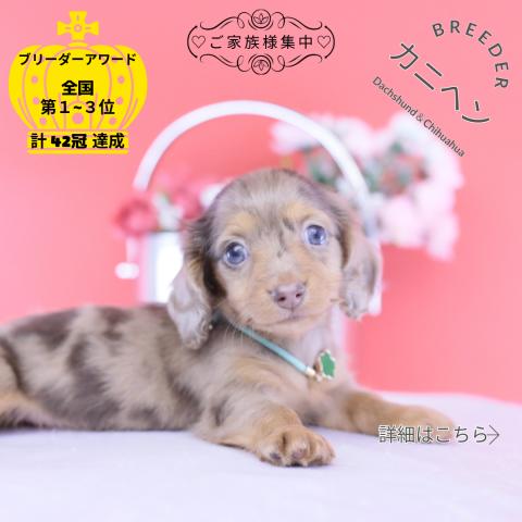 カニヘンダックスフンド ロング