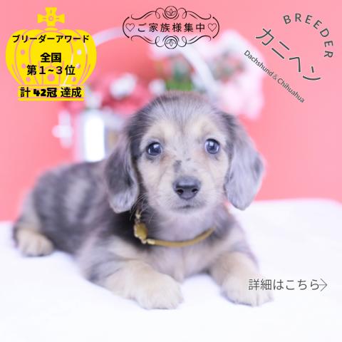 カニヘンダックスフンド ロング