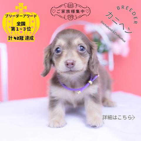 カニヘンダックスフンド　ロング