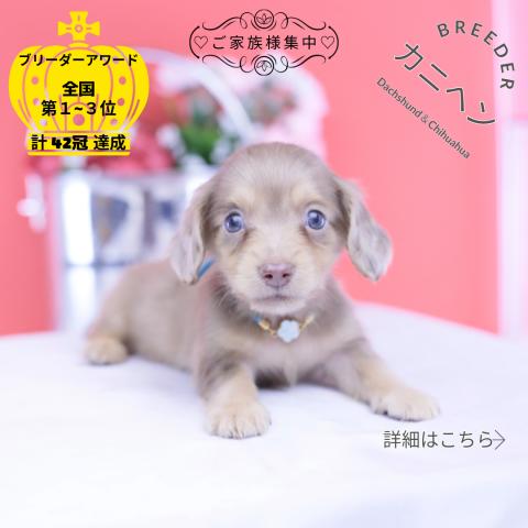 カニヘンダックスフンド ロング