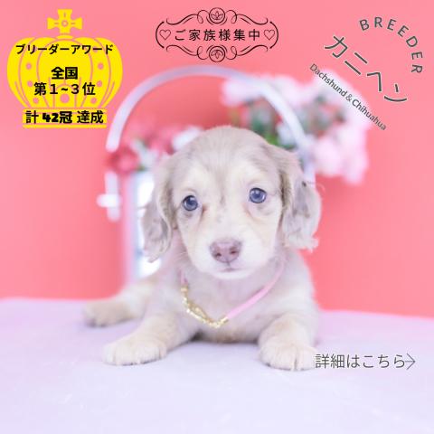 カニヘンダックスフンド ロング