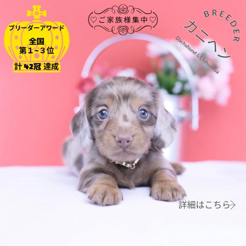 カニヘンダックスフンド ロング