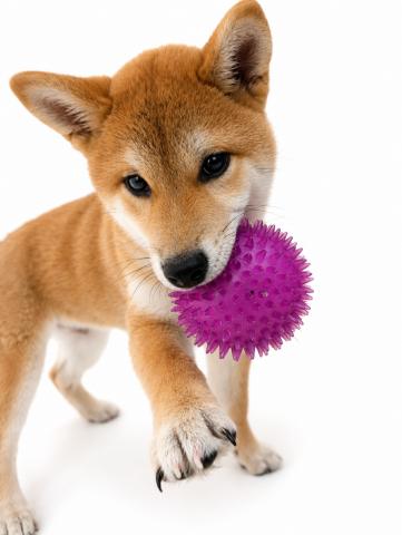 柴犬