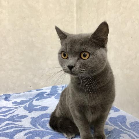ブリティッシュショートヘア