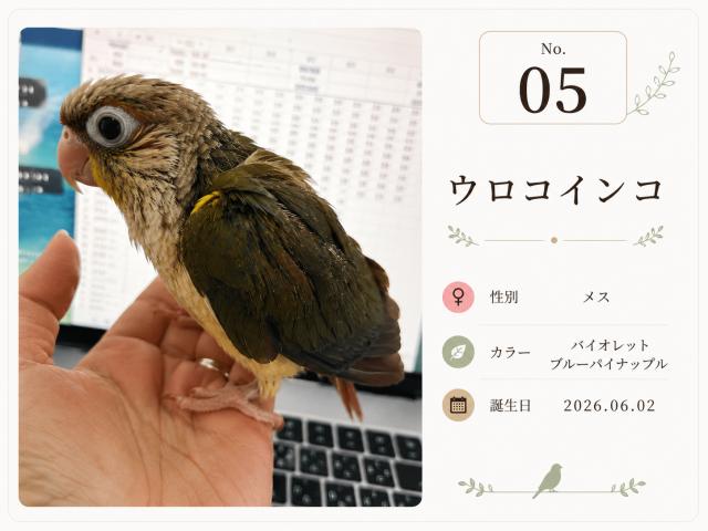 🕊️ ウロコインコ／バイオレットインブルーパイナップル〈募集中〉